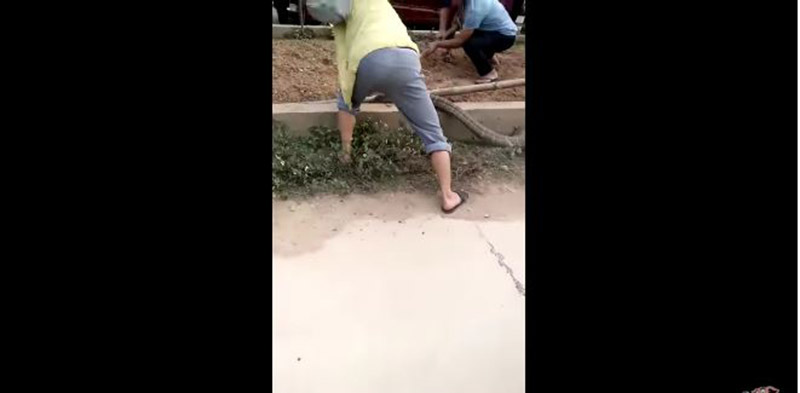 كوبرا عملاقة تشل حركة المرور