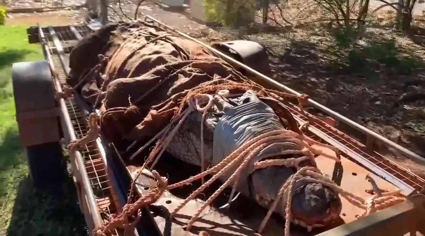 شاهد.. اصطياد تمساح بوزن 350 كغ في أستراليا