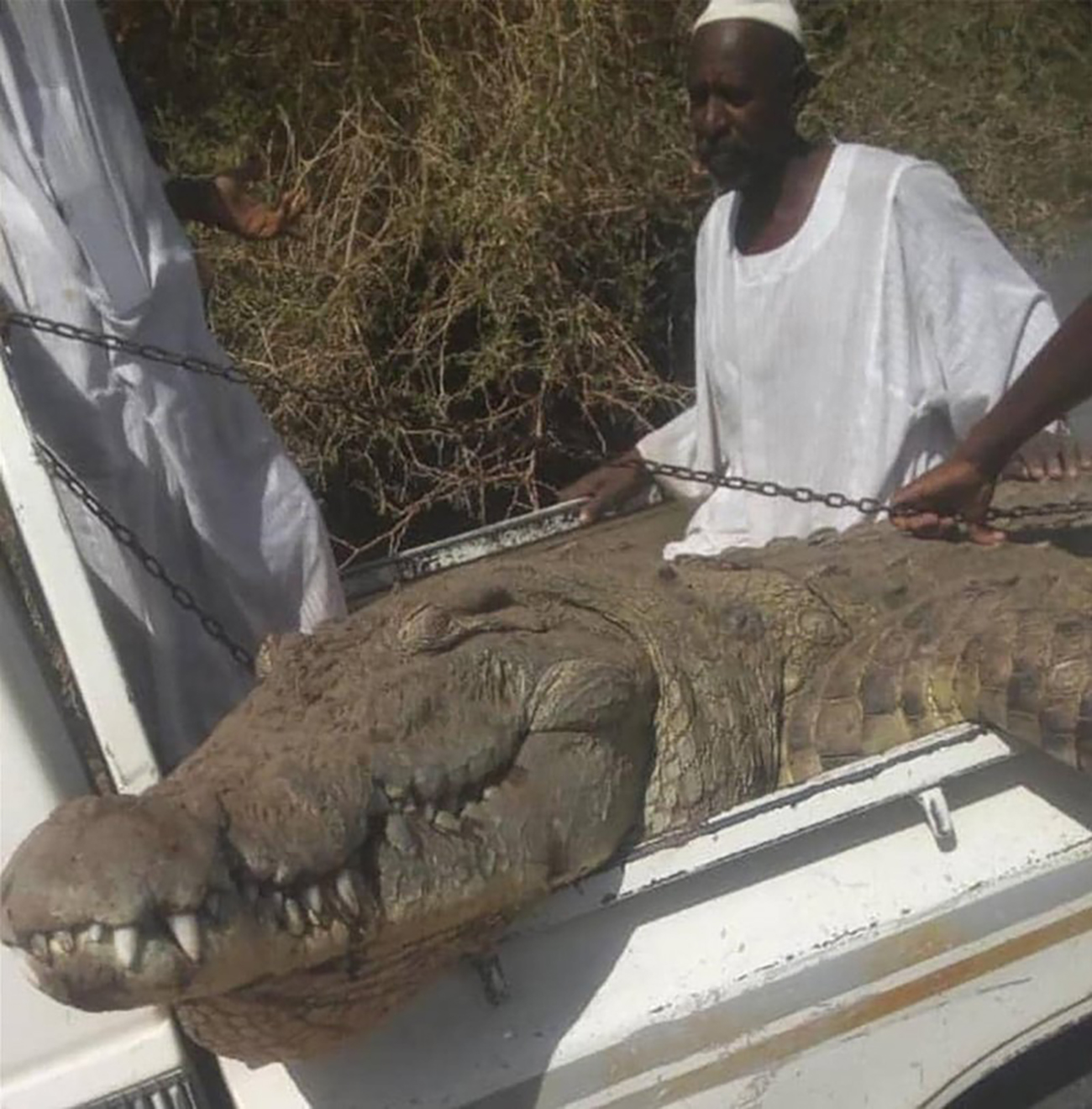 شاهد ... سوداني يصطاد تمساحاً عملاقاً التهم شخصَيْن