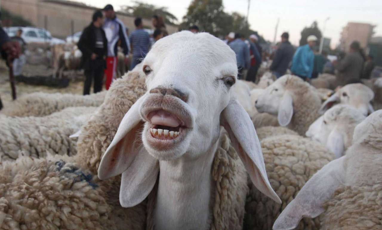 بعد يومين من خروجه من السجن.. جزائري يقتل آخر بسبب خروف العيد