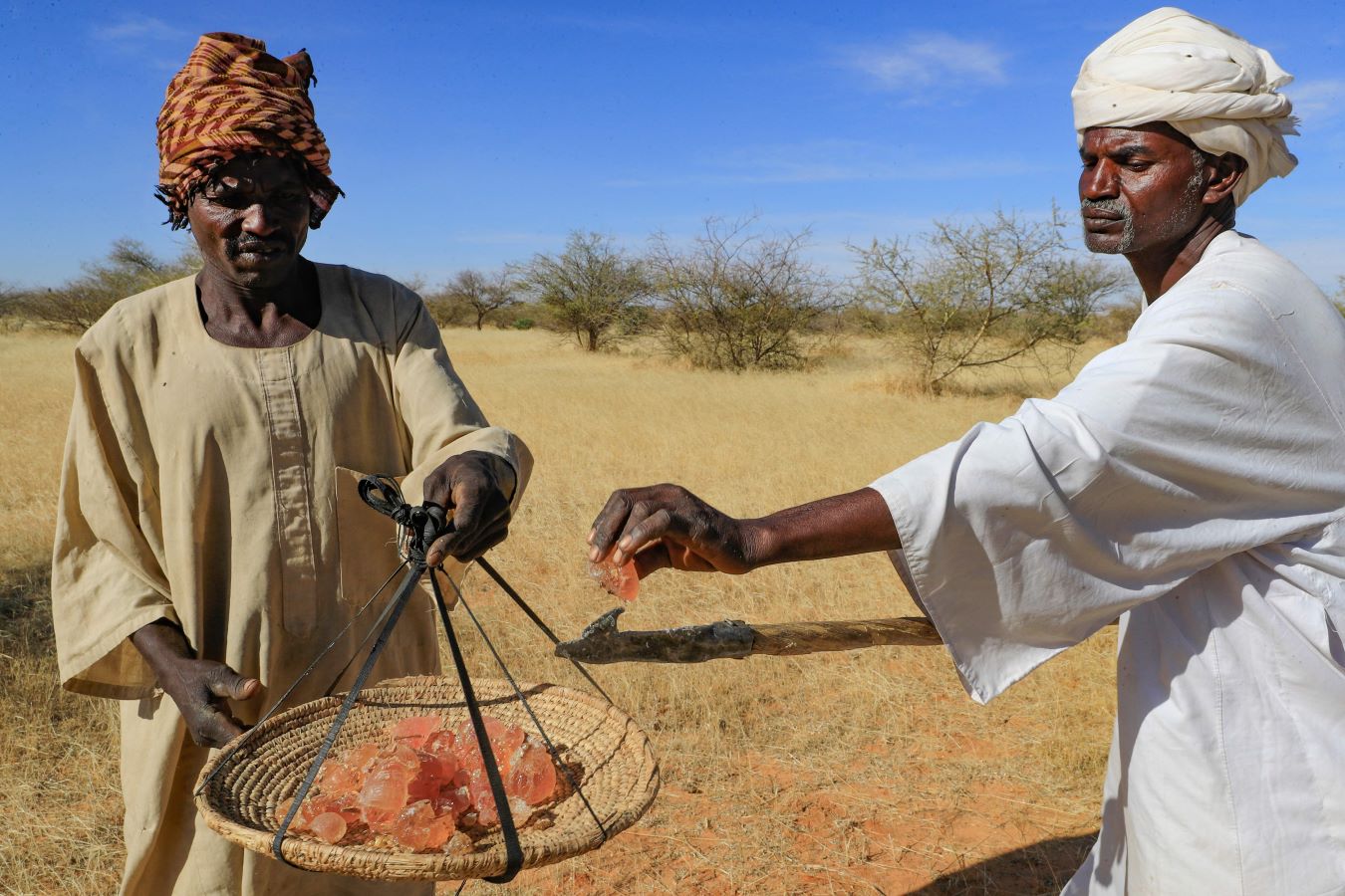 تحدّيات جمّة تهدد الصمغ العربي مفخرة السودان.. فيديو