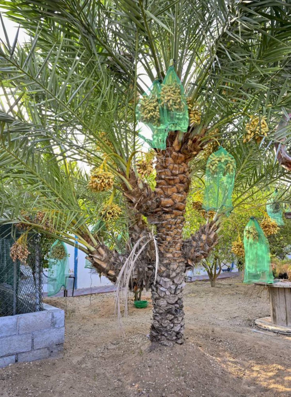 فاروق العوضي روّض «الخردة» وأنبت نخلة نادرة