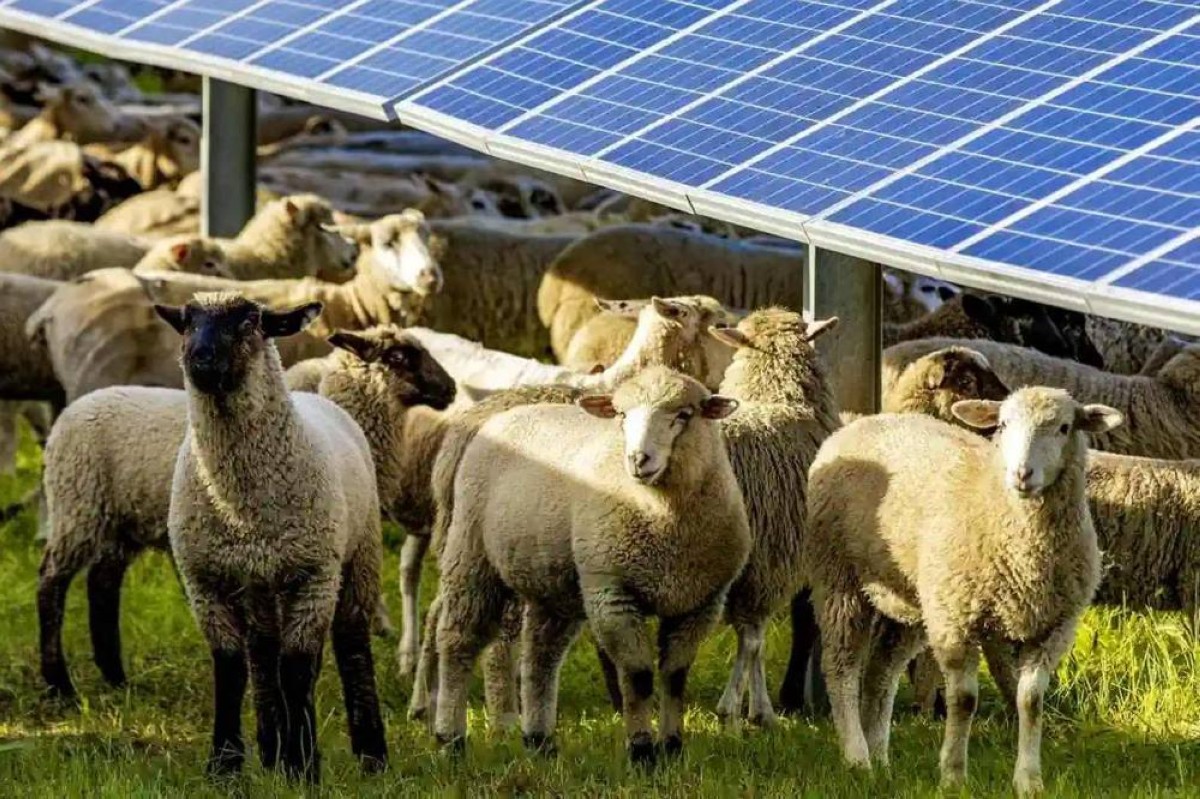 ماذا حدث عند وضع 1700 خروف تحت الألواح الشمسية؟