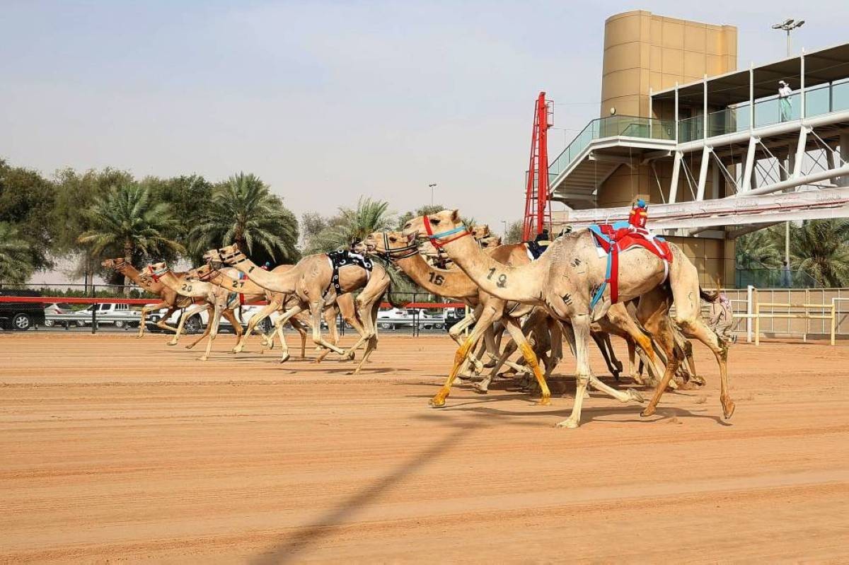 321 شوطاً في مهرجان سمو ولي عهد دبي للهجن.. عودة رموز هجن الشيوخ في النسخة التاسعة بالمرموم