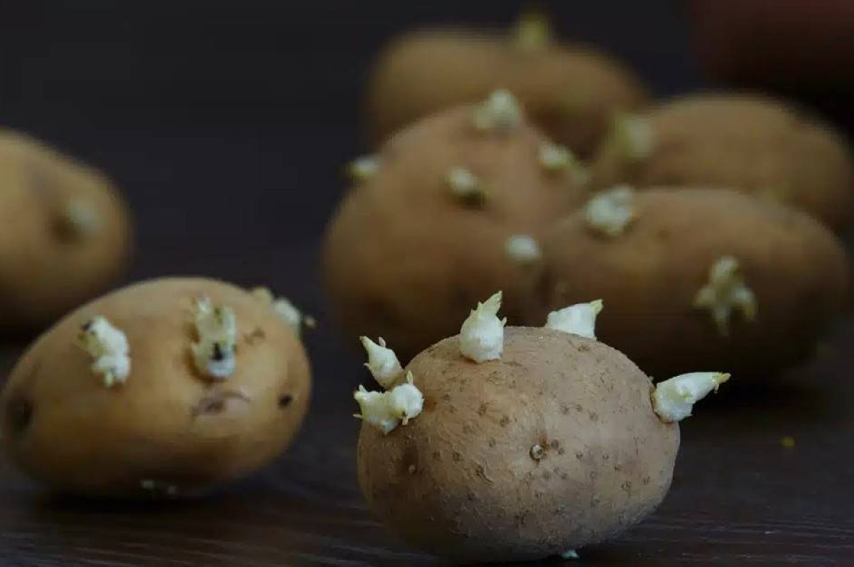 مظهر بريء وخطر خفي.. هل يُمكن تناول البطاطا المنبتة والخضراء بأمان؟