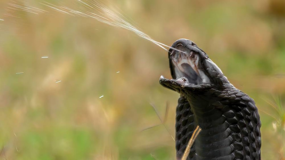 سمح لمئات الثعابين الخطيرة بعضّه… شاهد ماذا حدث