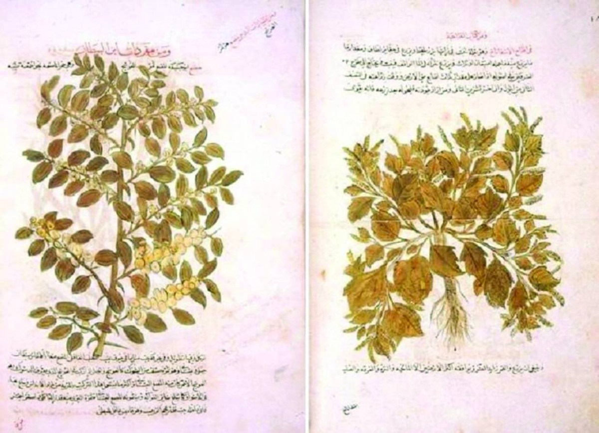 «الجامع» لابن البيطار.. العقل الأخضر في الطب العربي