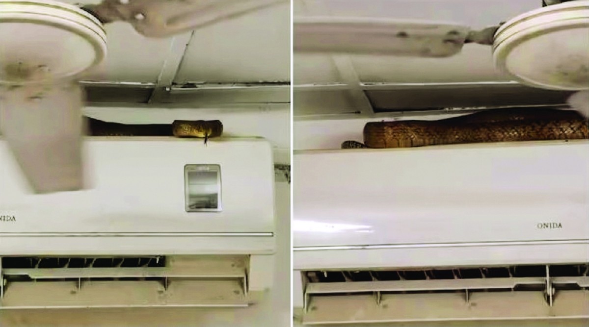 ثعبان ضخم في مطار هندي