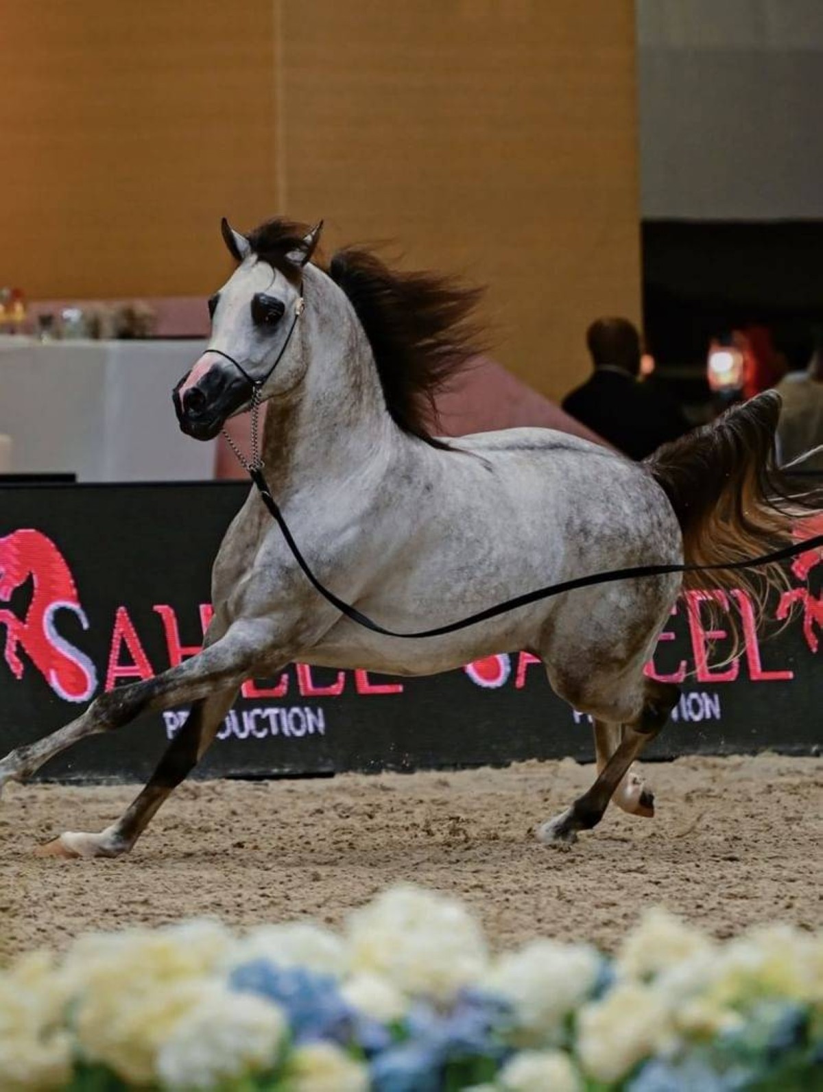 دبي تعزز ريادتها في جمال الخيل العربي