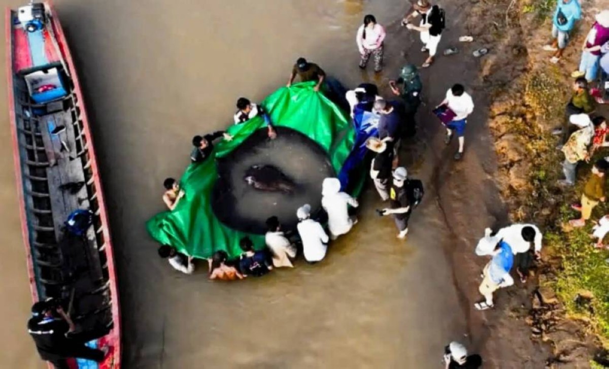 بحجم سيارة.. عملاق النهر يخرج للضوء لأول مرة