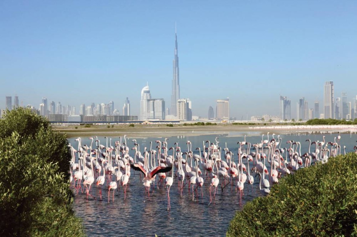 محمية رأس الخور بدبي وجهة بيئية رائدة للاستدامة والحياة الفطرية