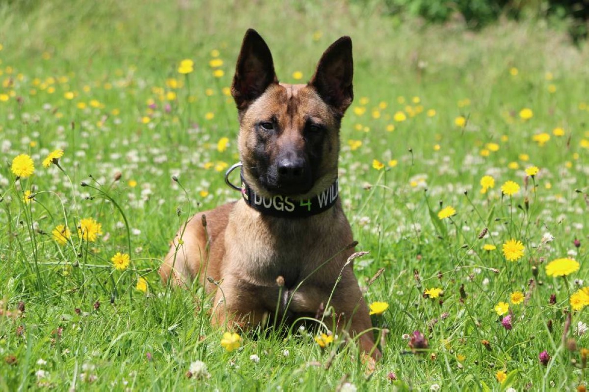 الإمارات للشحن الجوي تتعاون مع «Dogs 4 Wildlife» لمكافحة الصيد الجائر