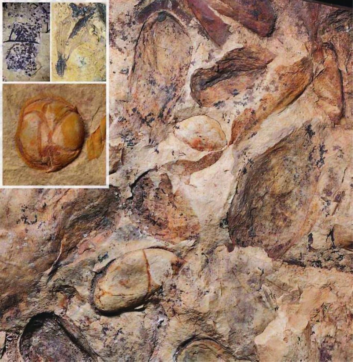 «حفريات نباتية» عمرها 74 مليون سنة
