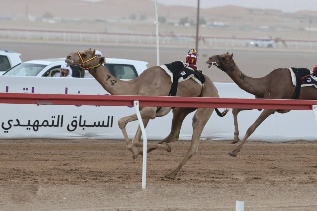 «فرح» تتصدر أول أشواط «الإيذاع» في مهرجان العين للهجن