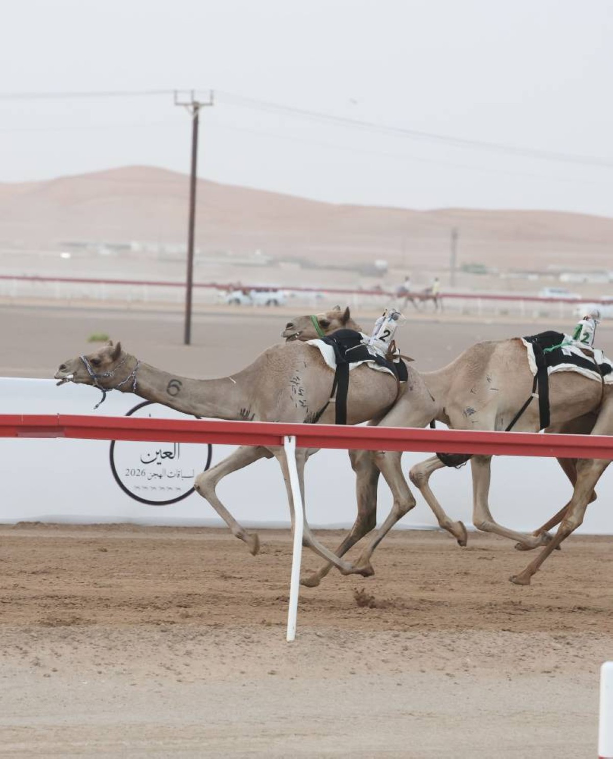 «قزوين» تتألق في ختام التمهيدي الثاني لمهرجان العين للهجن