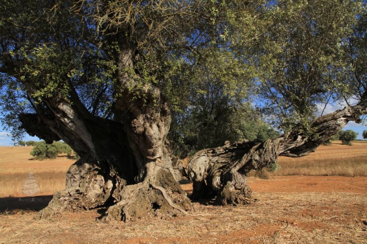 أقدم من روما والإسكندر الأكبر.. شجرة زيتون عمرها 3700 عام لا تزال تثمر