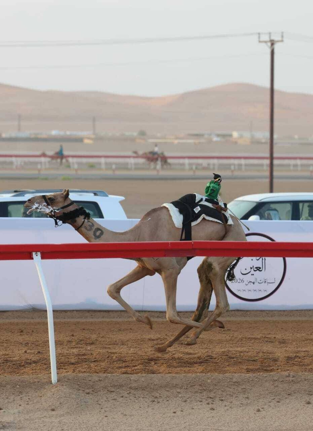 «إعلان» تتألق في «اللقايا» و«ملهم» أفضل توقيت بمهرجان العين للهجن