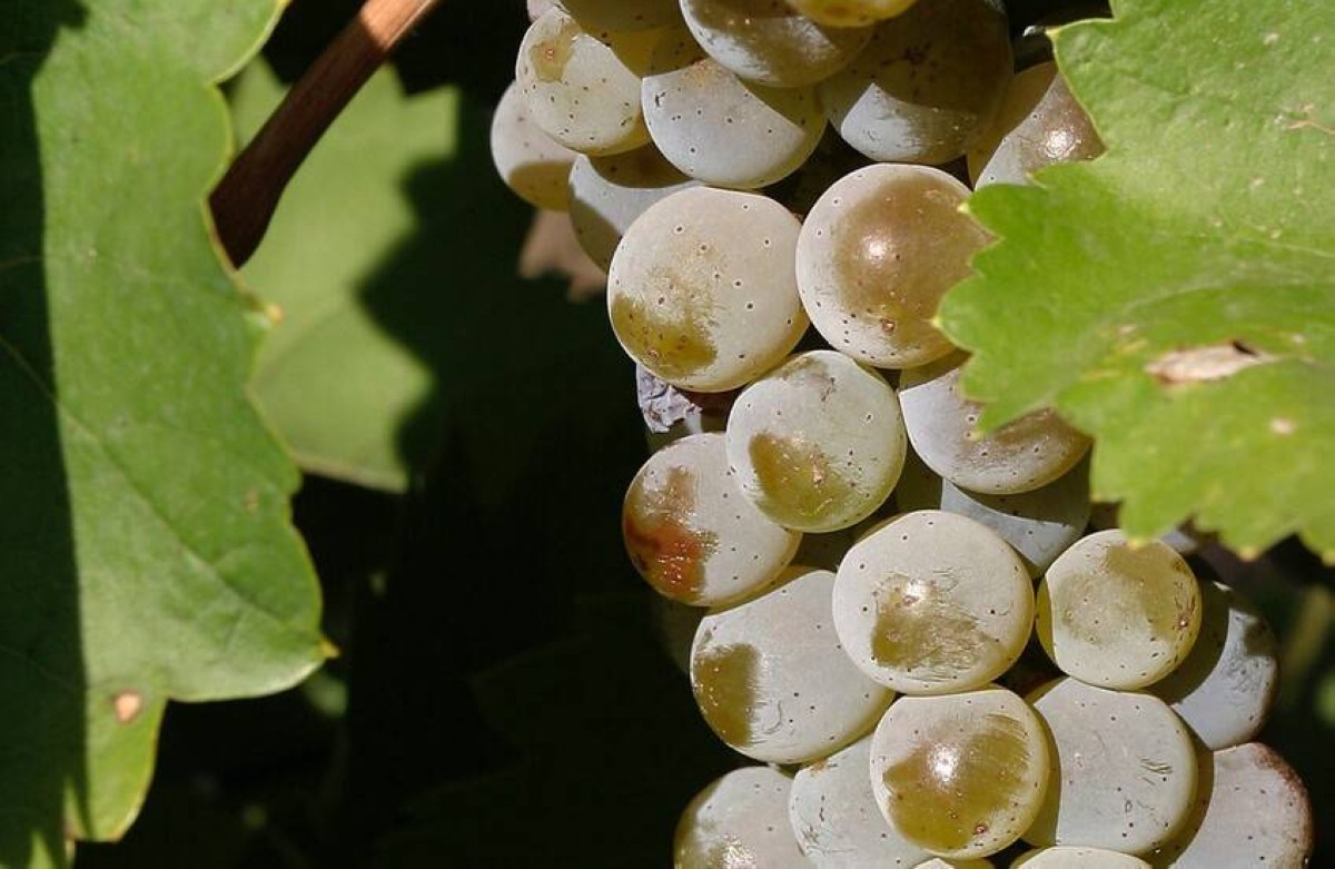 مركّب في العنب يقاوم مرض باركنسون