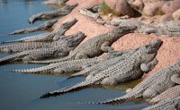 500 تمساح في انتظار الأبطال.. كيف يجرؤ الرياضيون على دخول هذا النهر؟